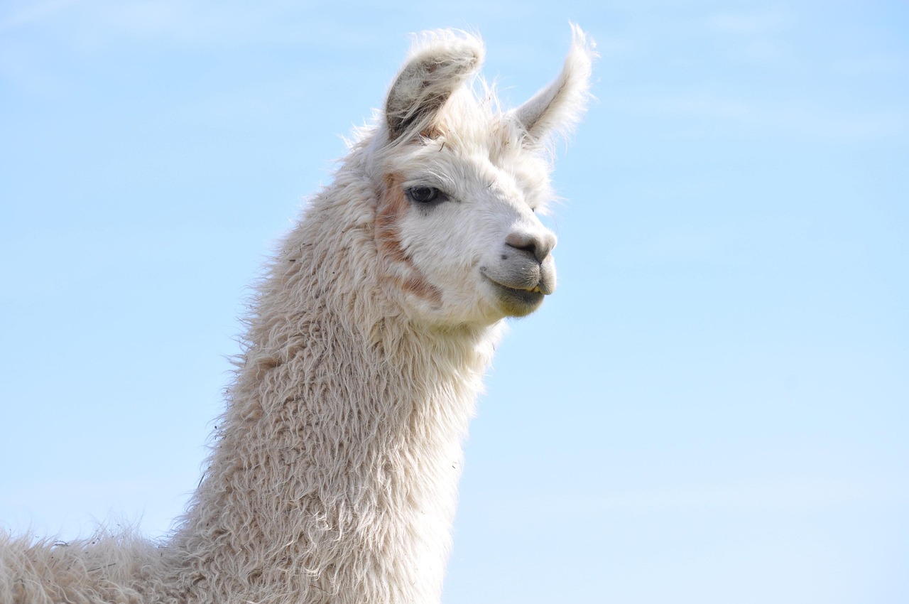 聚星绘画道具购买平台