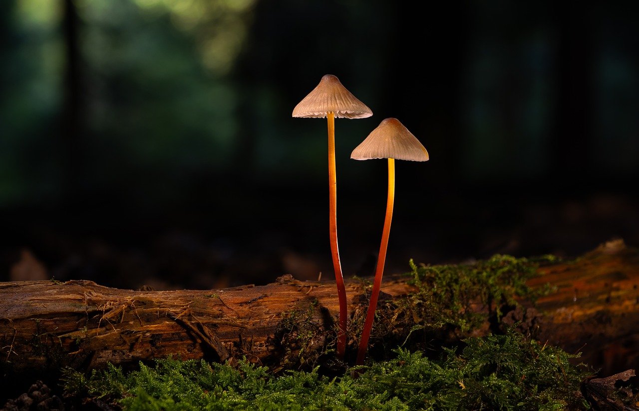 大唐王朝滴滴APP详情下载教程游戏